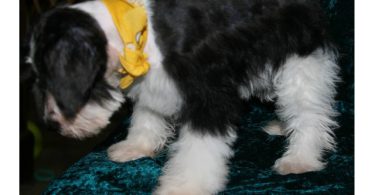 3 Black & White Miniature Schnauzers for sale