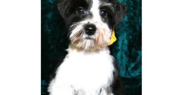 3 Black & White Miniature Schnauzers for sale