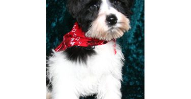 3 Black & White Miniature Schnauzers for sale