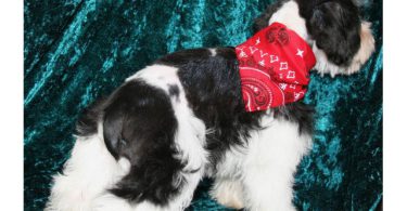 3 Black & White Miniature Schnauzers for sale