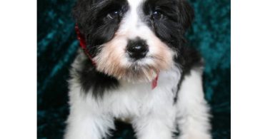 3 Black & White Miniature Schnauzers for sale