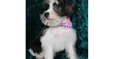 3 Black & White Miniature Schnauzers for sale