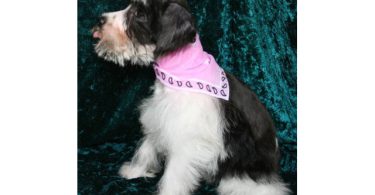3 Black & White Miniature Schnauzers for sale