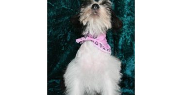 3 Black & White Miniature Schnauzers for sale