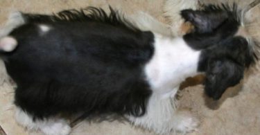 3 Black & White Miniature Schnauzers for sale