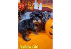 Teacup Yorkie puppies