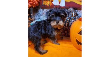 Teacup Yorkie puppies