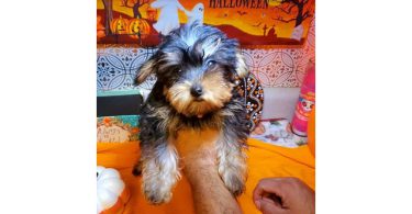 Teacup Yorkie puppies