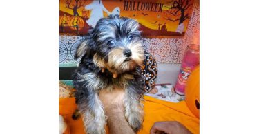 Teacup Yorkie puppies