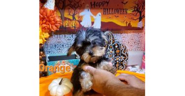 Teacup Yorkie puppies