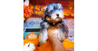 Teacup Yorkie puppies