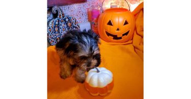 Teacup Yorkie puppies