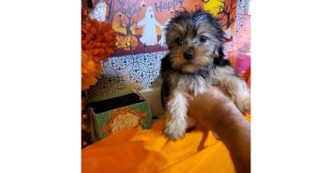 Teacup Yorkie puppies