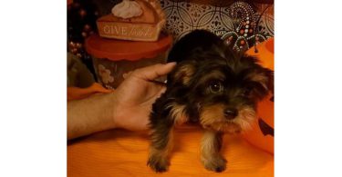 Teacup Yorkie puppies
