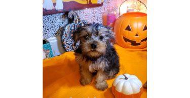 Teacup Yorkie puppies