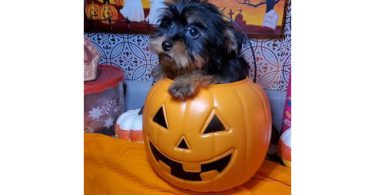 Teacup Yorkie puppies