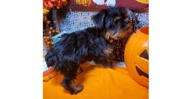Teacup Yorkie puppies