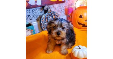 Teacup Yorkie puppies