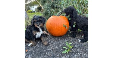 4 Standard Bernedoodle puppies for sale
