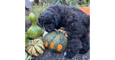 4 Standard Bernedoodle puppies for sale