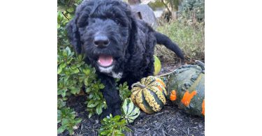 4 Standard Bernedoodle puppies for sale