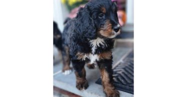 4 Standard Bernedoodle puppies for sale