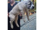 2 boy Alabai puppies for sale