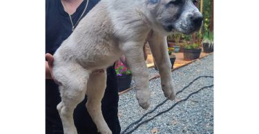 2 boy Alabai puppies for sale