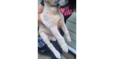 2 boy Alabai puppies for sale