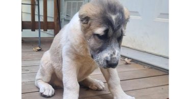 2 boy Alabai puppies for sale