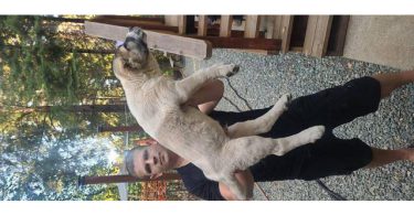 2 boy Alabai puppies for sale