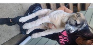 2 boy Alabai puppies for sale