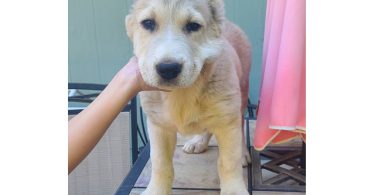 2 boy Alabai puppies for sale