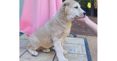 2 boy Alabai puppies for sale