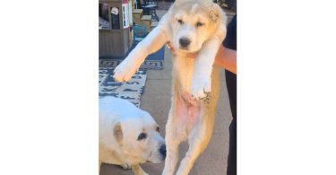 2 boy Alabai puppies for sale