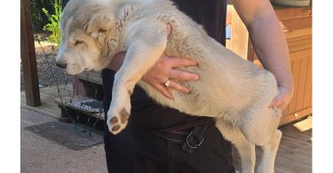 2 boy Alabai puppies for sale