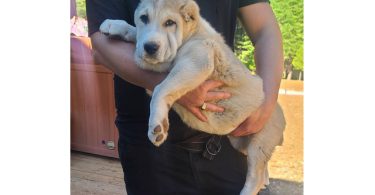 2 boy Alabai puppies for sale