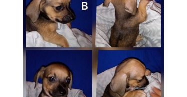 2 male dachshund puppies cheap