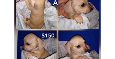 2 male dachshund puppies cheap