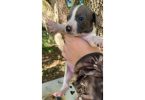 6 boy puppies