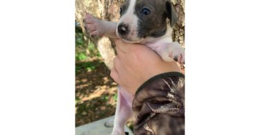 6 boy puppies