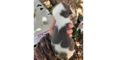 6 boy puppies