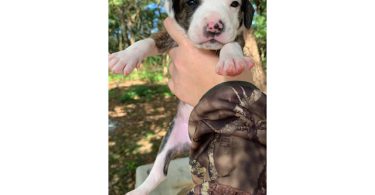 6 boy puppies