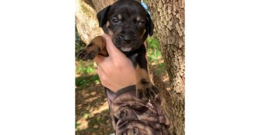 6 boy puppies