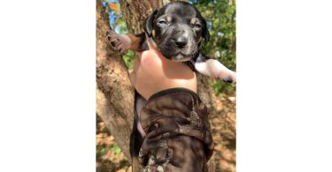 6 boy puppies