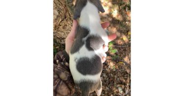 6 boy puppies
