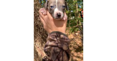 6 boy puppies