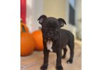 3 male Frenchton puppies for sale