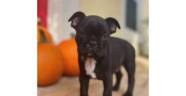 3 male Frenchton puppies for sale