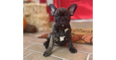 3 male Frenchton puppies for sale